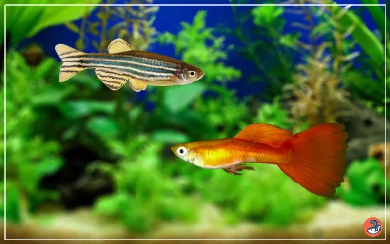 Can Guppies Live with Zebra Danios? AquariumNexus