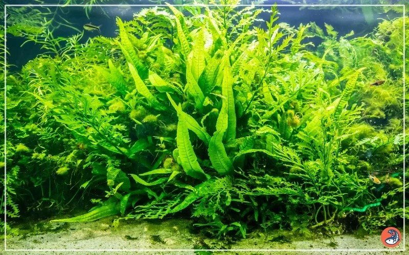 Java Fern Taxonomy, Care, and Propagation AquariumNexus