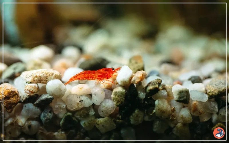 Cherry Shrimp Care Complete Guide for Beginners AquariumNexus