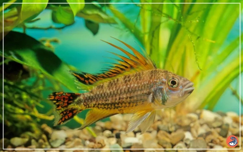 30 Best Discus Fish Tank Mates (With Pictures) AquariumNexus