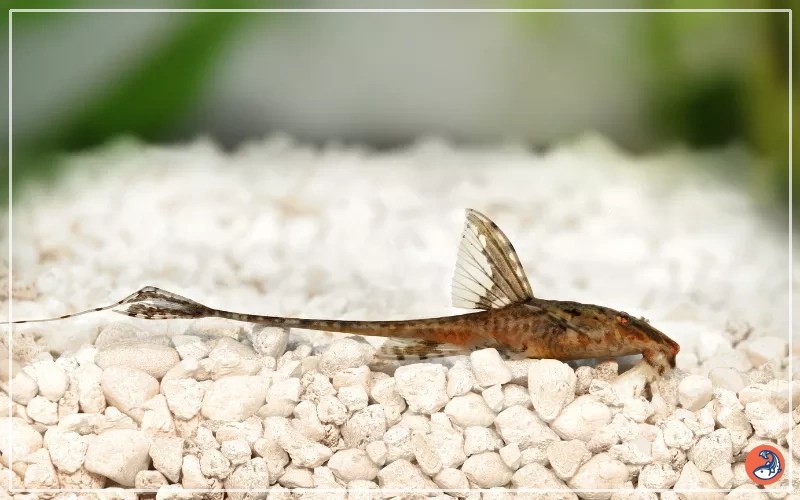 30 Best Discus Fish Tank Mates