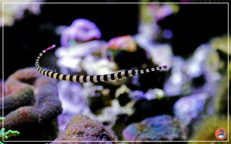 30 Most Beautiful Reef Safe Fish for Marine Tanks AquariumNexus