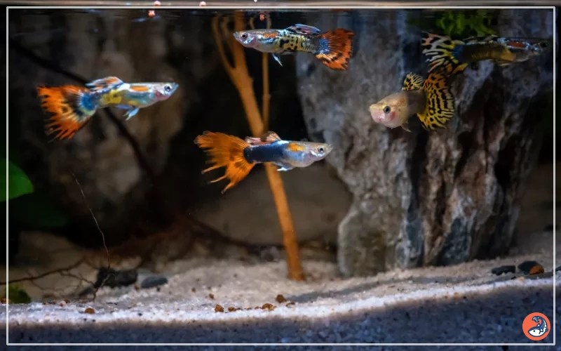 How to Setup a Guppy Breeding Tank? AquariumNexus