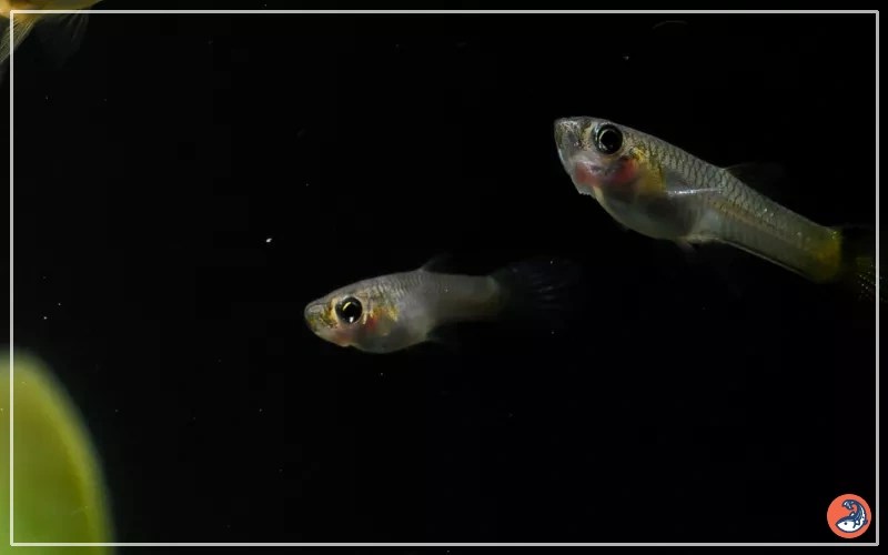 The Best Water Parameters for Guppies AquariumNexus