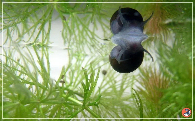 How to Tell if Aquarium Snail is Dead? AquariumNexus