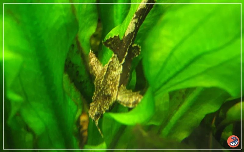 Banjo Catfish Care Complete Guide for Beginners AquariumNexus