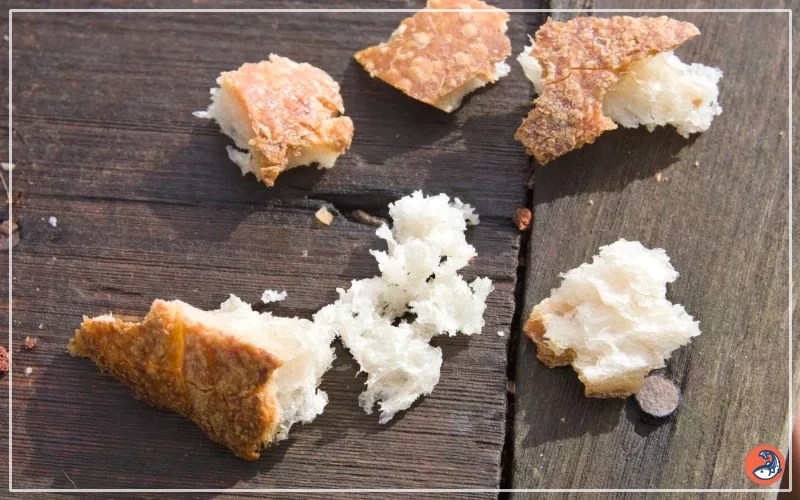 What Can Fish Eat Besides Fish Food? AquariumNexus