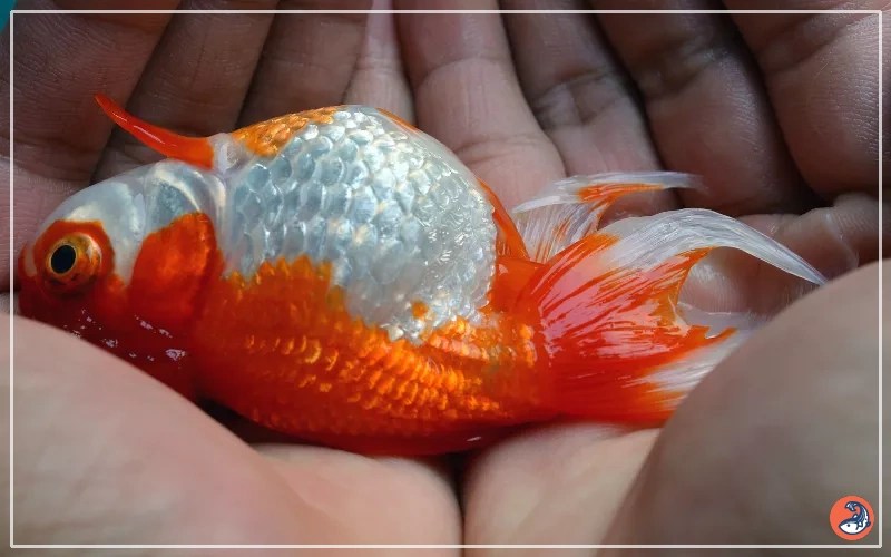 Goldfish Sleeping or Dead How to Tell the Difference AquariumNexus