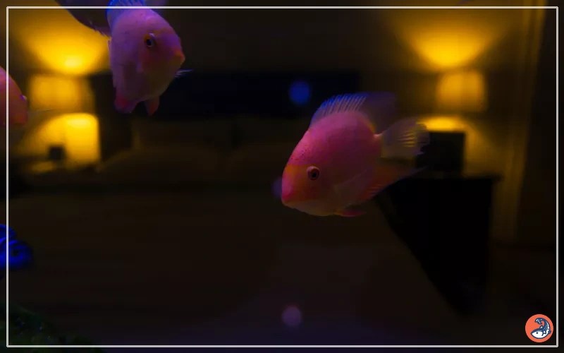 Do Aquarium Fish Need Light at Night or Complete Darkness? AquariumNexus