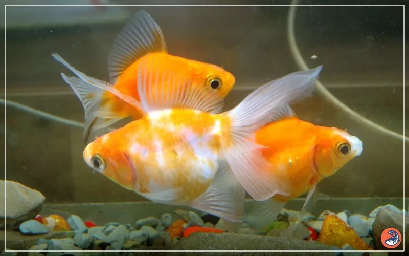 How do Goldfish Mate? Guide for Beginners AquariumNexus