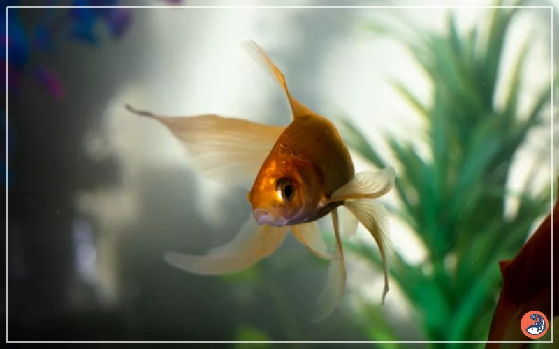 Do Goldfish Sleep? Sleeping Behavior of Goldfish AquariumNexus