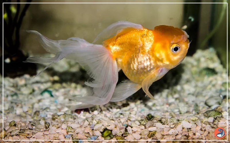 Goldfish Sleeping or Dead How to Tell the Difference AquariumNexus