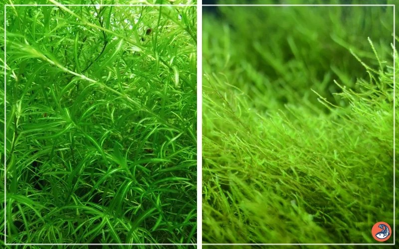 Guppy Grass vs Java Moss Differences and Similarities AquariumNexus