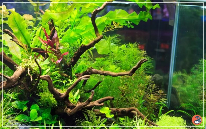 Is Super Glue Aquarium Safe? Comprehensive Guide for Hobbyists AquariumNexus