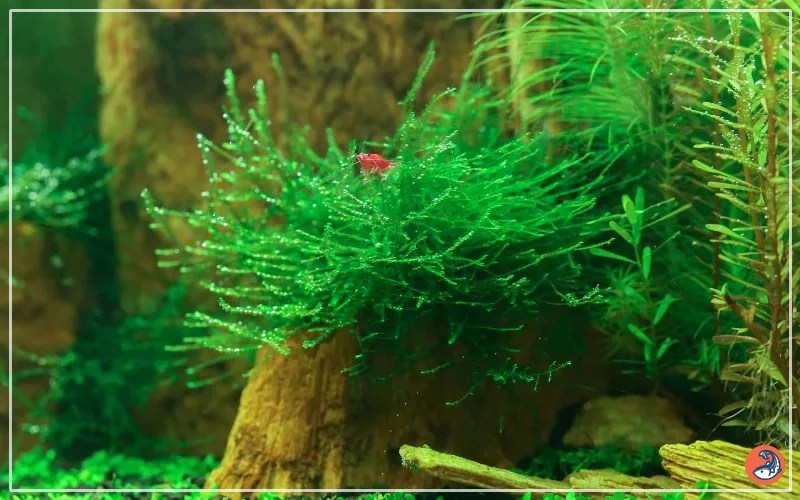 How to Grow Java Moss in Your Fish Tank? AquariumNexus
