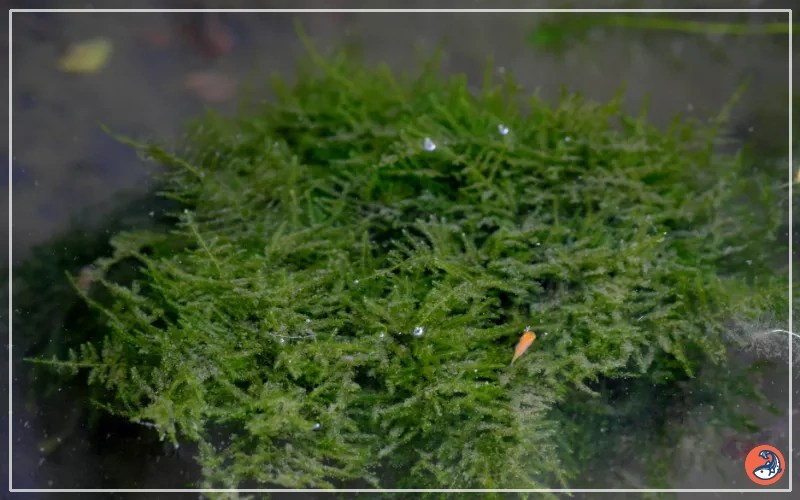 How to Clean Java Moss in Fish Tank? AquariumNexus