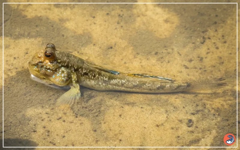 Why Do Fish Die Out of Water? AquariumNexus