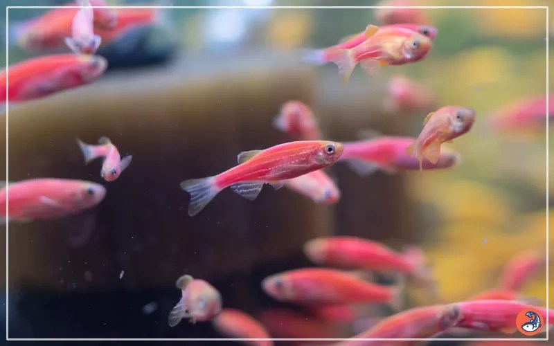 Zebrafish (Zebra Danio) Water Temperature AquariumNexus