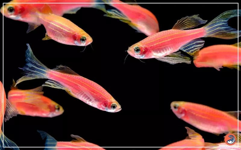Pink Zebra Danio Care Complete Guide for Beginners AquariumNexus