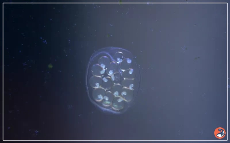 What Do Fish Eggs Look Like? AquariumNexus