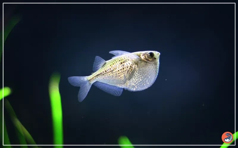 25 Silver Hatchetfish Tank Mates (With Pictures) AquariumNexus