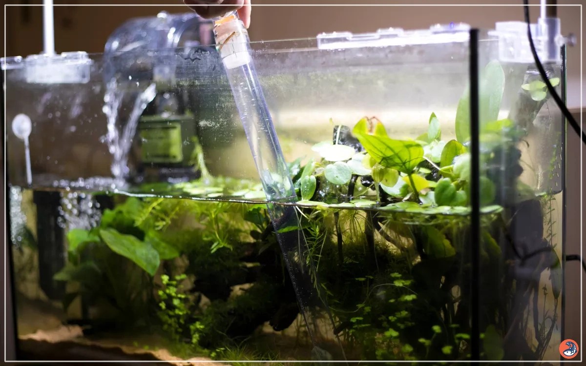 How Often to Change Aquarium Water? AquariumNexus