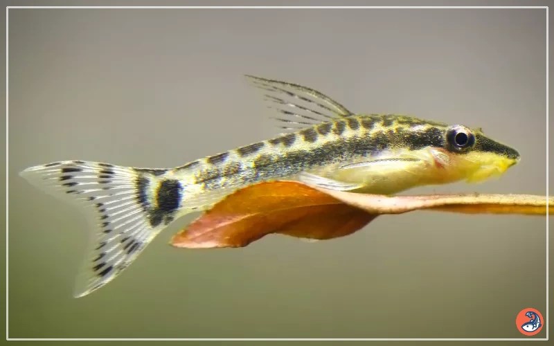 Breeding Otocinclus Suffessfully The Ultimate Guide AquariumNexus