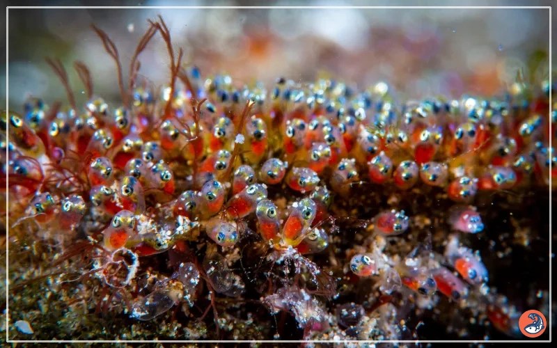 What Do Fish Eggs Look Like? AquariumNexus