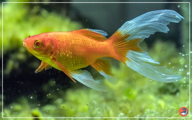 Comet Goldfish Care The Ultimate Guide for Beginners AquariumNexus