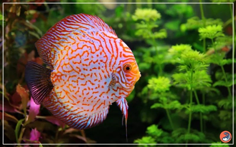 Discus Fish Size How Big Do They Get? AquariumNexus
