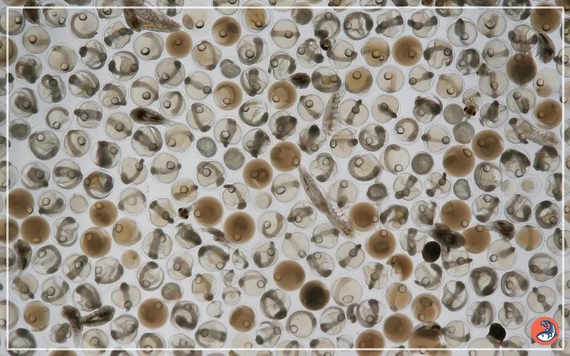 What Do Fish Eggs Look Like? AquariumNexus