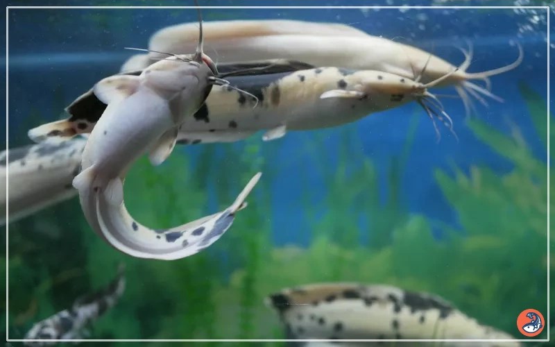 Walking Catfish Care Complete Guide for Beginners AquariumNexus