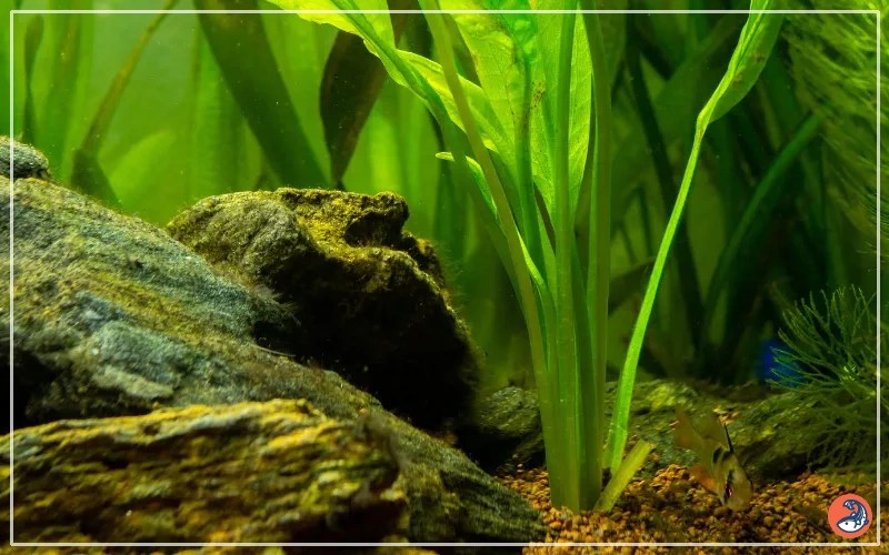 Do Amazon Swords Need Root Tabs? AquariumNexus