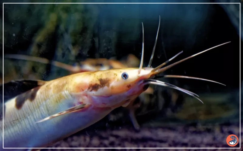 25 Types of Catfish for Freshwater Aquariums AquariumNexus