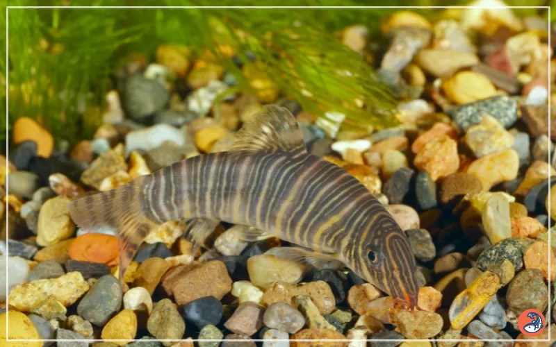 Zebra Loach Size How Big Do They Get? AquariumNexus