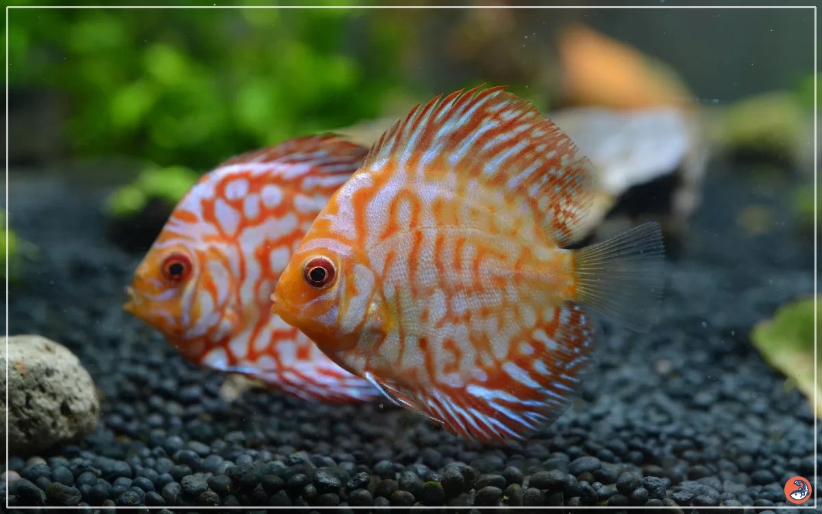 100+ Tropical Fish Species for Aquariums (Ultimate List) AquariumNexus