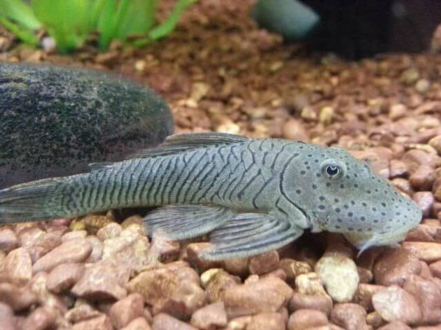 Rubber Lip Pleco 101 Care, Max Size, Diet, And More!