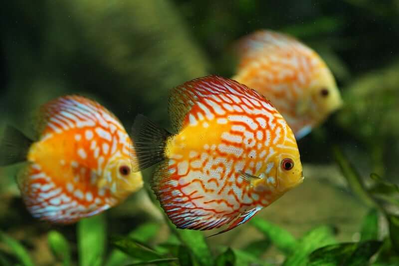 The 27 Most Colorful Freshwater Fish For Your Aquarium