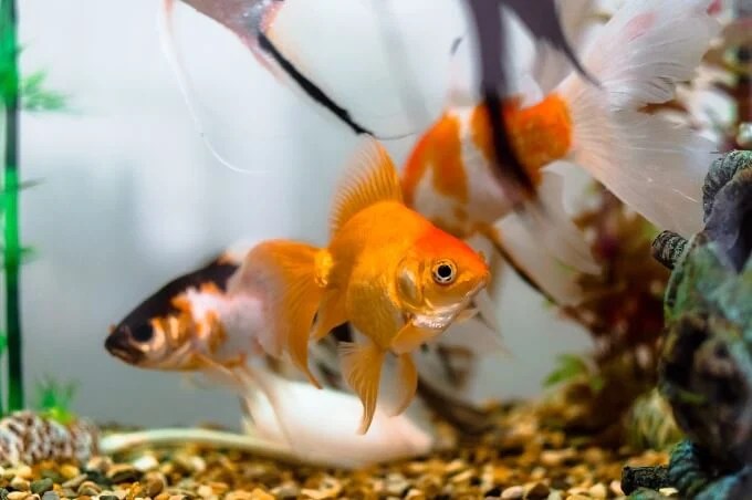 27 Best Cold Water Fish For Your Aquarium (No Heater)