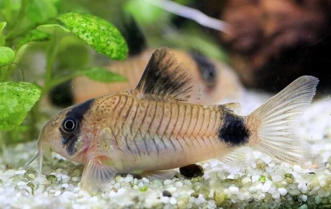 27 Best Cold Water Fish For Your Aquarium (No Heater)