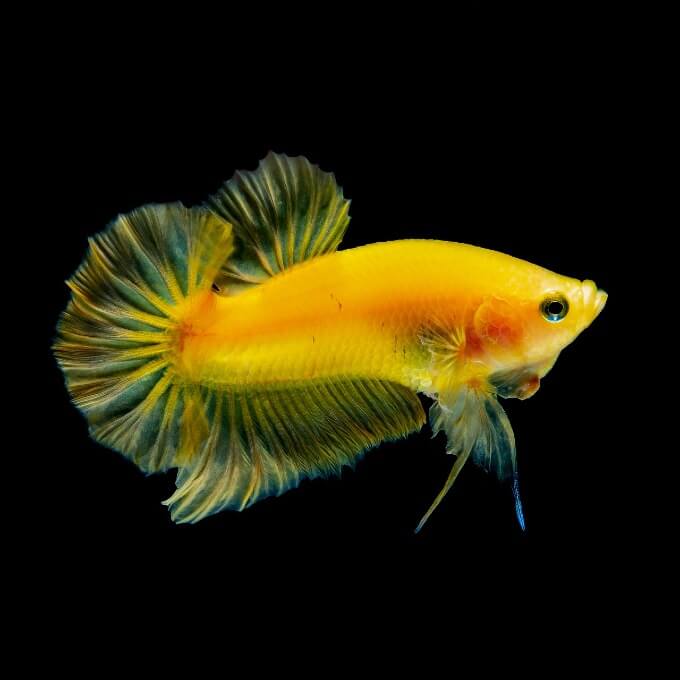 Do Betta Fish Sleep? The Real Answer...