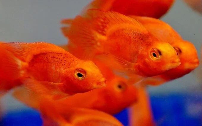I searched breeding parrot fish,possibly you can find something more accurate. Blood Parrot Cichlid Care Size Behavior Tank Mates