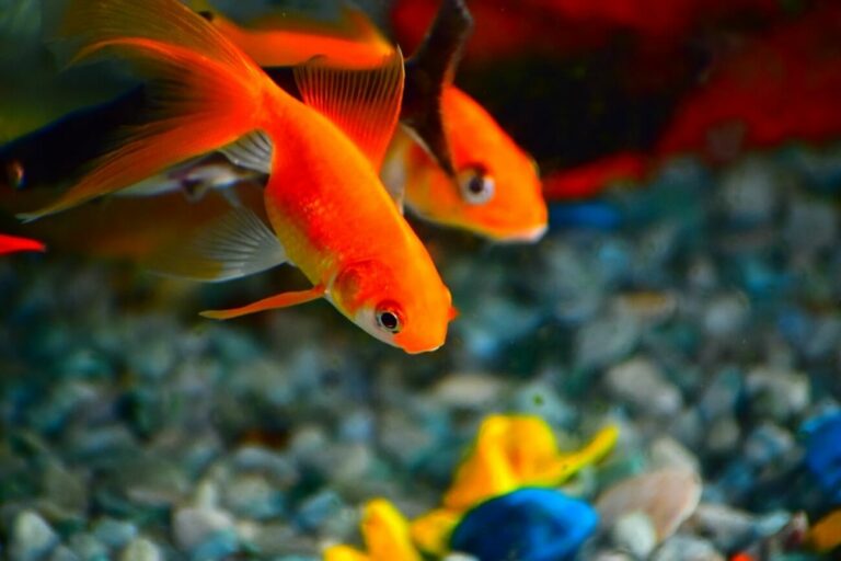 How Often You Should Feed Goldfish (Simple Rules)