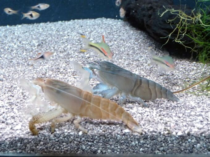 17 Types Of Freshwater Aquarium Shrimp You Need To See