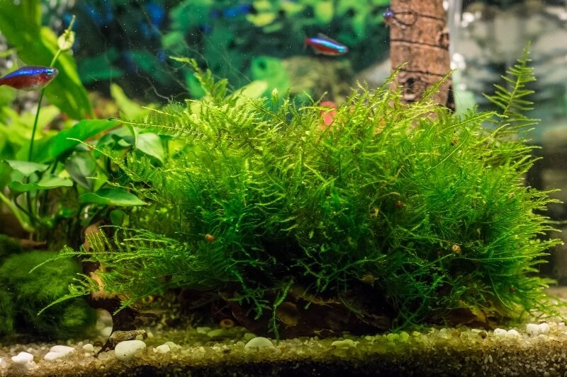 The 35 Best Low Light Aquarium Plants (MustSee)