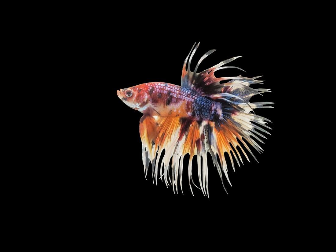 Crown Betta Fish Red Crowntail Betta 2 By The Shiznite On Deviantart