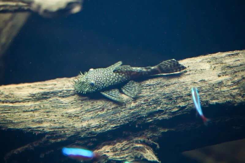 Vampire Pleco (L240) The Complete Care Guide