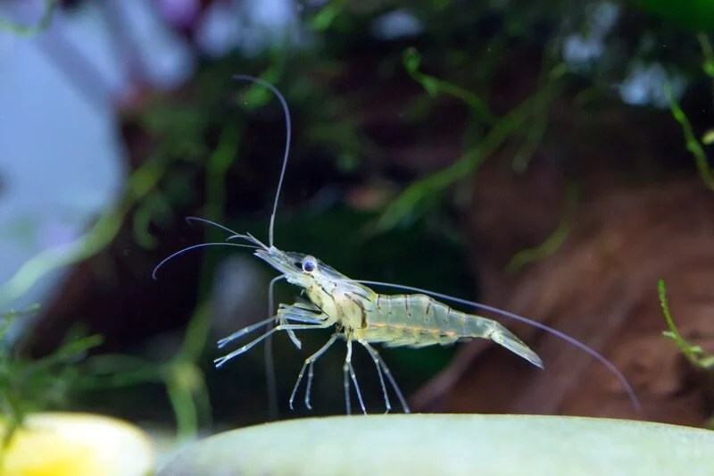 Ghost Shrimp Care Food, Lifespan, Breeding, & Tank Mates