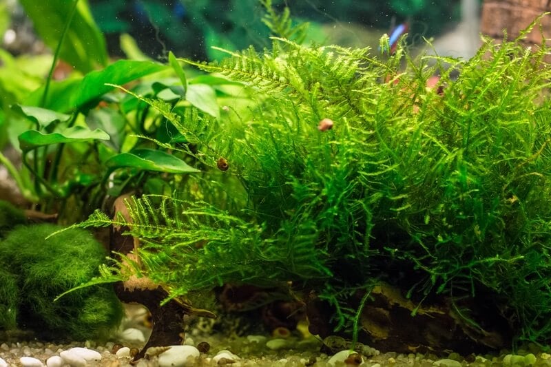 Java Moss Carpet Carpet Vidalondon
