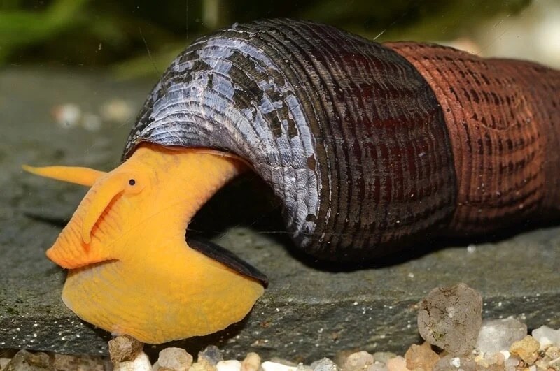 The 13 Best Types Of Aquarium Snails (Freshwater)